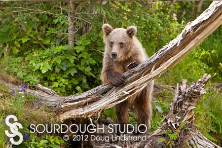 Russian River Lookout / Brown Bear