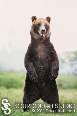 Alaska Grizzly