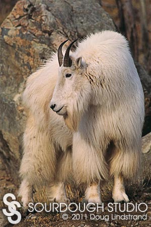 Billy Mountain Goat